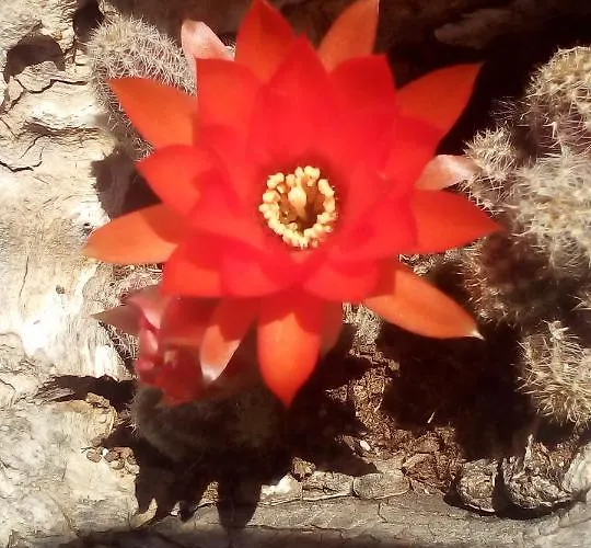 La Vatura Konukevi Gialova